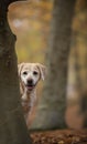 Labrador dog in the autumn forest