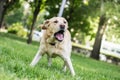 Labrador dog barking at city park Royalty Free Stock Photo