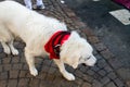 Labrador Dog at Bayonne Festival