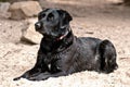 Labrador dog on the beach