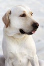 Labrador Dog by the beach