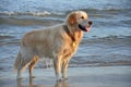 Golden Retriever dog playing at the beach