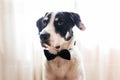 Labrador dog in a black bow tie. Best friend concept