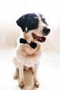 Labrador dog in a black bow tie. Best friend and dating concept