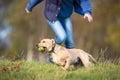 Labrador dog chased by owner