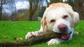 Labrador dog chewing on branch