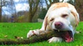 Labrador dog chewing on branch