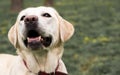 Labrador dog in the city park Royalty Free Stock Photo