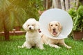 Labrador dog with cone collar Royalty Free Stock Photo