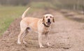 Labrador dog in the dirth road Royalty Free Stock Photo