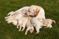 Labrador dog feeding her adorable puppies wearing distinctive colorful scarves