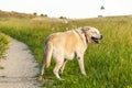 Labrador dog in field