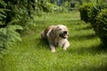 Labrador dog is gnawing stick Royalty Free Stock Photo