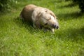 Labrador dog is gnawing stick Royalty Free Stock Photo