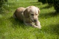 Labrador dog is gnawing stick Royalty Free Stock Photo