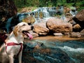 Labrador dog in the Goraka Ella waterfall Royalty Free Stock Photo