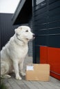 Labrador dog guarding parcel near post terminal Royalty Free Stock Photo