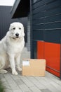 Labrador dog guarding parcel near post terminal Royalty Free Stock Photo