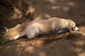 Labrador dog hide in ground Royalty Free Stock Photo