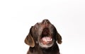 labrador dog hilariously opens his mouth which looks like he is surprised Royalty Free Stock Photo