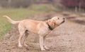 Labrador dog howling in the dirth road Royalty Free Stock Photo