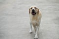 labrador dog Royalty Free Stock Photo