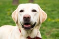 Labrador dog laugh Royalty Free Stock Photo