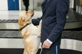 Frame image of a labrador dog looking at camera, for detecting drugs at the airport standing near the customs guard