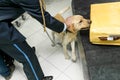Frame image of a Labrador dog looking at camera, for detecting drugs at the airport standing near the customs guard