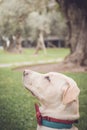 Labrador dog looking in profile, side view Royalty Free Stock Photo