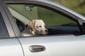 Labrador dog looks through car window while waiting for something Royalty Free Stock Photo