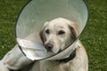 Labrador dog with medical collar Royalty Free Stock Photo