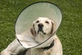 Labrador dog with medical collar Royalty Free Stock Photo