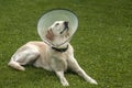 Labrador dog with medical collar Royalty Free Stock Photo