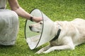 Labrador dog with medical collar Royalty Free Stock Photo