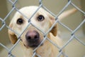 Labrador Dog mixed with one blue eye in kennel