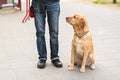 Labrador dog and owner in the city Royalty Free Stock Photo