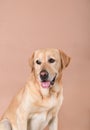 Labrador dog on a peach background