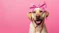 labrador dog with pink bow on head, clean pastel background