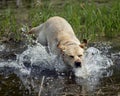 Labrador dog playing