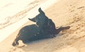 Labrador dog playing on sand beach Royalty Free Stock Photo