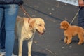 A Labrador dog and a poodle stand next to their owners outside Royalty Free Stock Photo