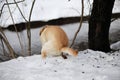 Labrador dog pooping in the snow in winter Royalty Free Stock Photo