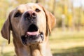 Labrador dog portrait, bokeh background