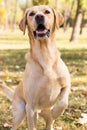 Labrador dog portrait, bokeh background