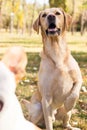 Labrador dog portrait, bokeh background