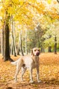 Labrador dog portrait, natural bokeh background