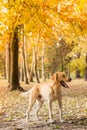 Labrador dog portrait, natural bokeh background