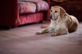 Labrador dog, purebreed, is lying on the floor at home near a sofa