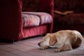 Labrador dog, purebreed, is lying on the floor at home near a sofa